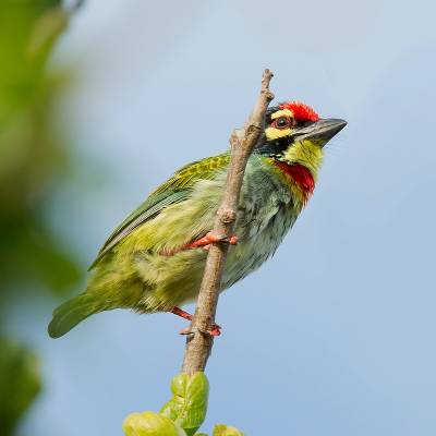 Crimson-fronted barbet