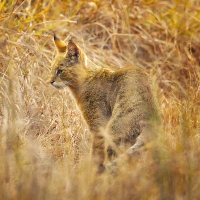 Jungle cat
