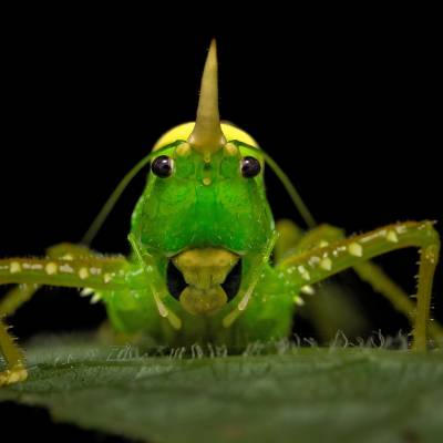 Rhinoceros katydid