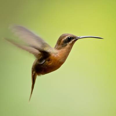 Stripe-throated hermit
