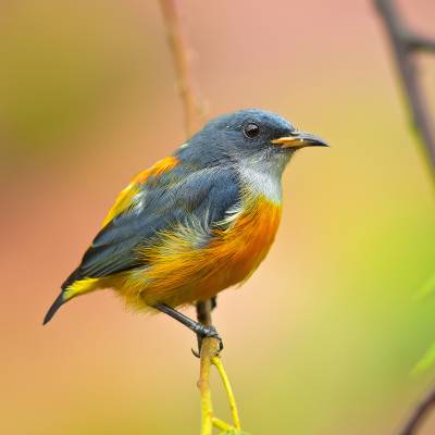 Orange-bellied flowerpecker