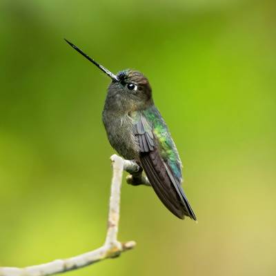 Green-fronted lancebill