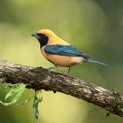 Burnished-buff tanager