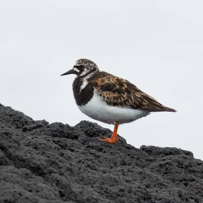Ruddy turnstone
