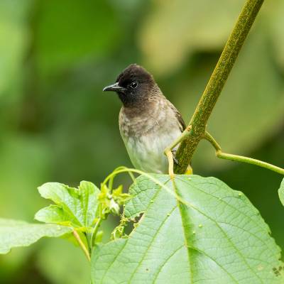 Common bulbul