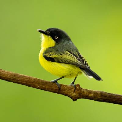 Common tody-flycatcher