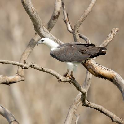 White-bellied sea eagle