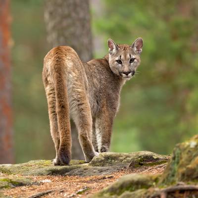 Cougar