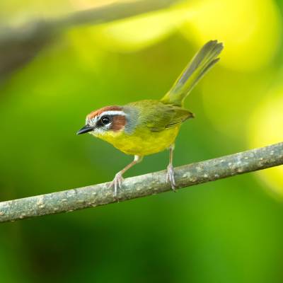 Rufous-capped warbler