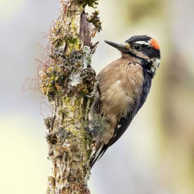 Hairy woodpecker