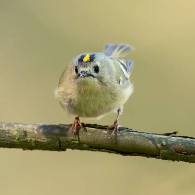 Goldcrest