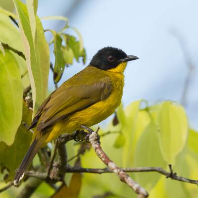 Black-capped bulbul