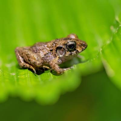 Craugastor bransfordii