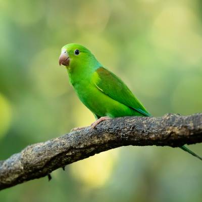 Plain parakeet
