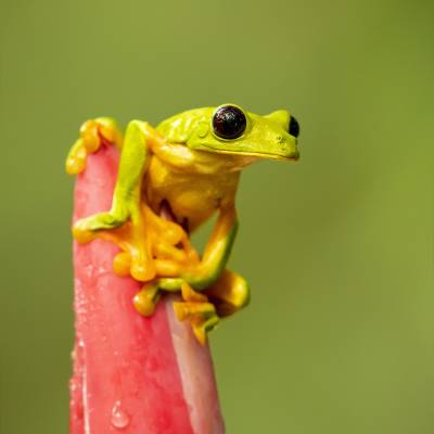 Gliding tree frog