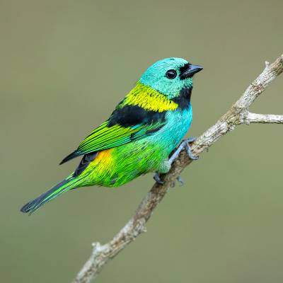 Green-headed tanager