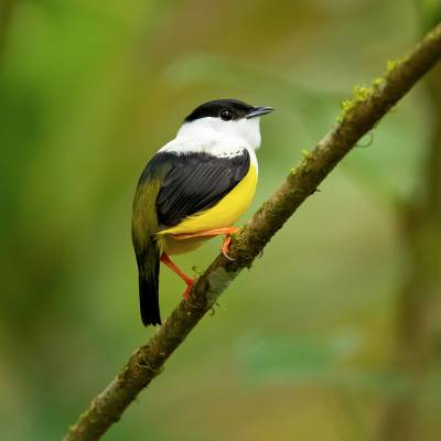 White-collared manakin