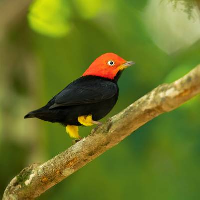Red-capped manakin