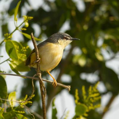 Ashy prinia