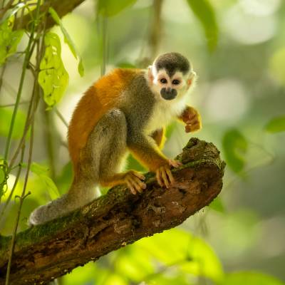 Central American squirrel monkey