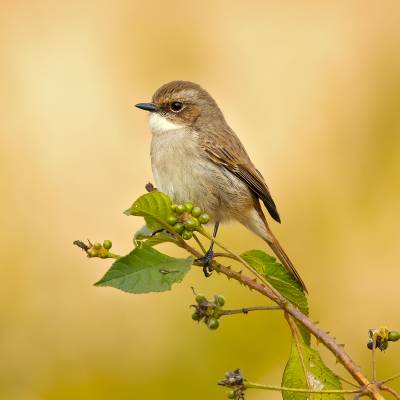 Grey bush chat