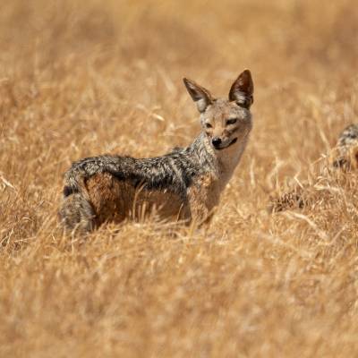 Black-backed jackal