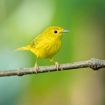 Northern yellow warbler