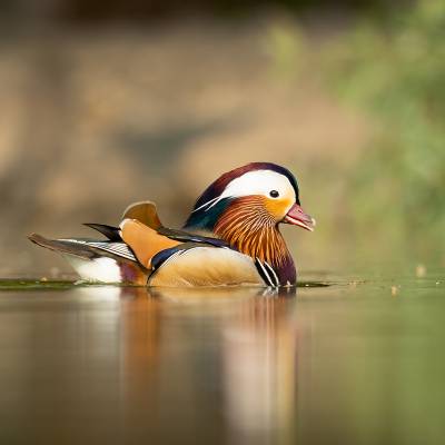 Mandarin duck