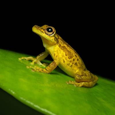 Sipurio snouted treefrog
