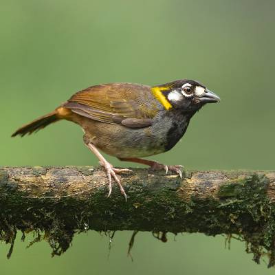White-eared ground sparrow