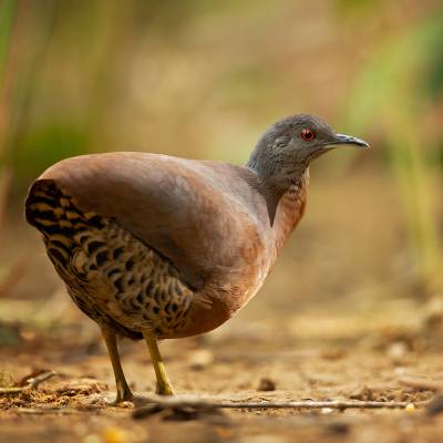 Brown tinamou