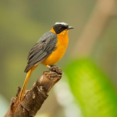 Snowy-crowned robin-chat