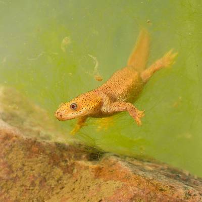Iberian ribbed newt