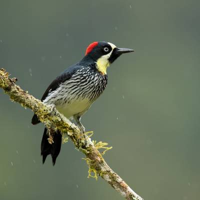 Acorn woodpecker