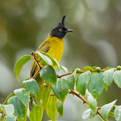 Black-headed yellow bulbul