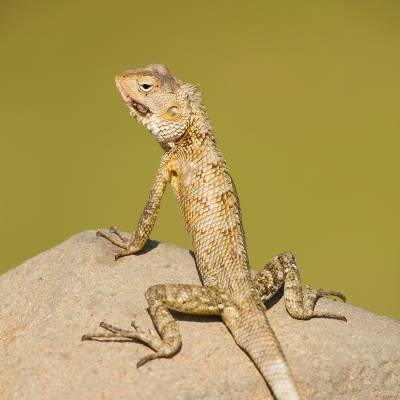Oriental garden lizard