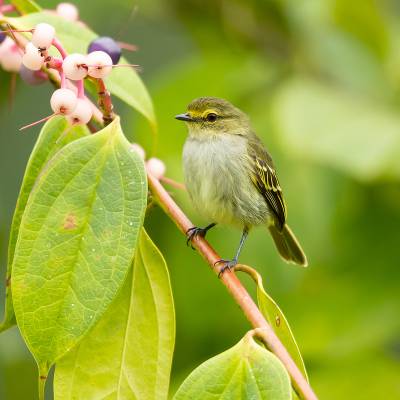 Golden-faced tyrannulet