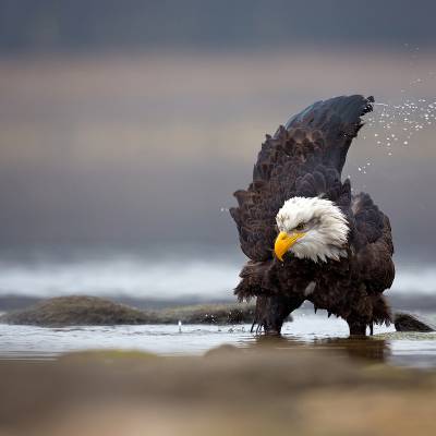 dab7c53a5289631.jpeg