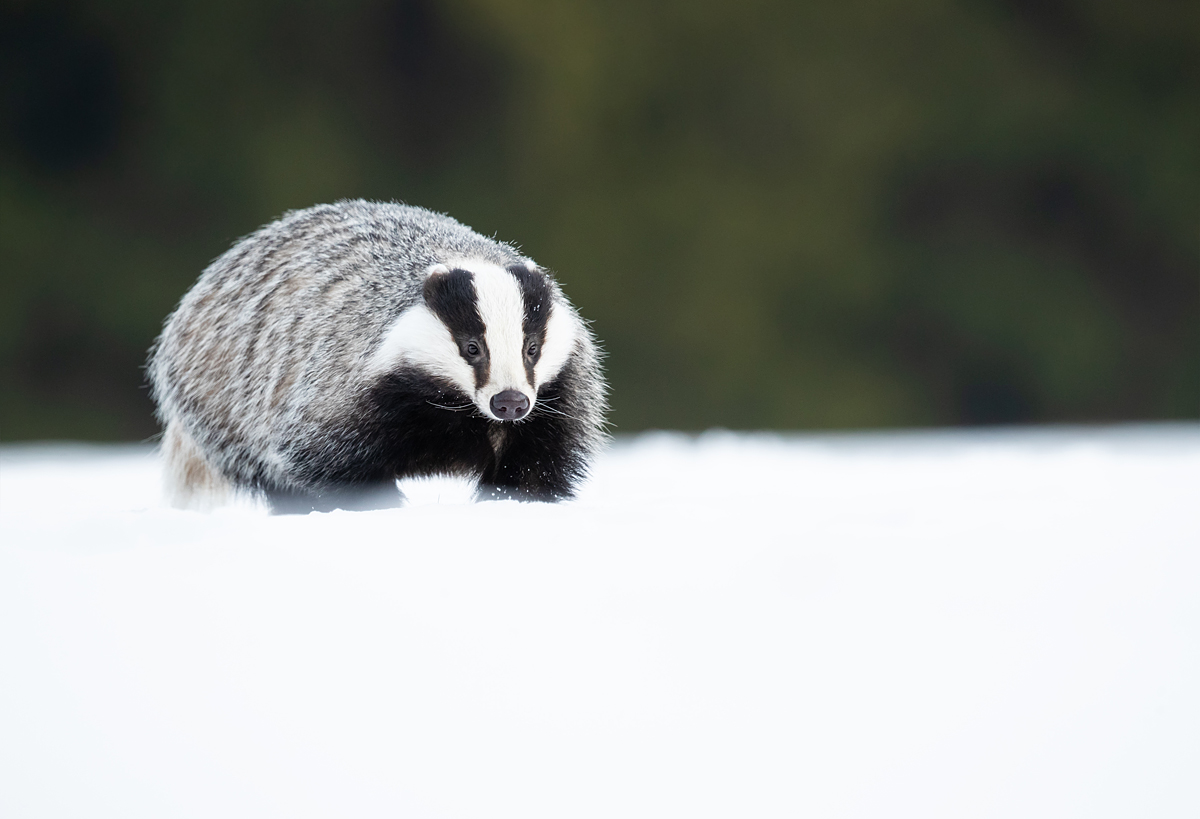 Meles meles European badger Jezevec lesní