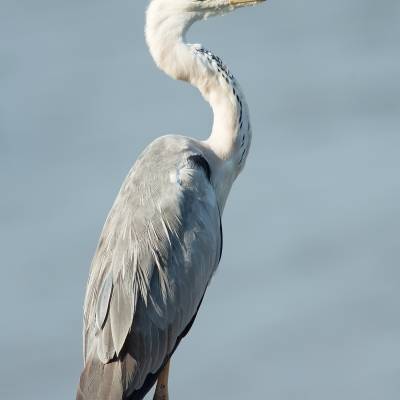 436c9745.jpg