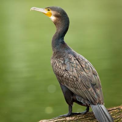 436c6803.jpg