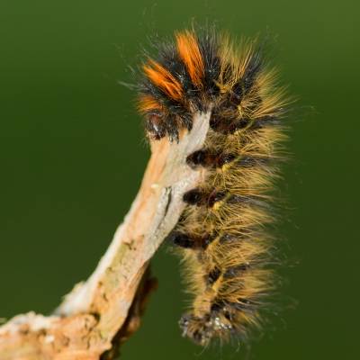 436C6299.jpg