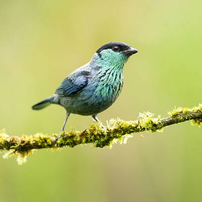Black-capped tanager