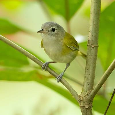 Mourning warbler