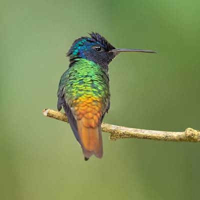 Golden-tailed sapphire
