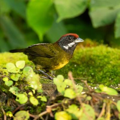 Sooty-faced finch