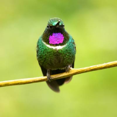 Tourmaline sunangel