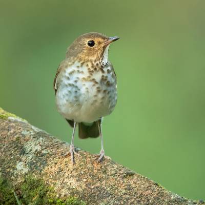 Swainson´s thrush