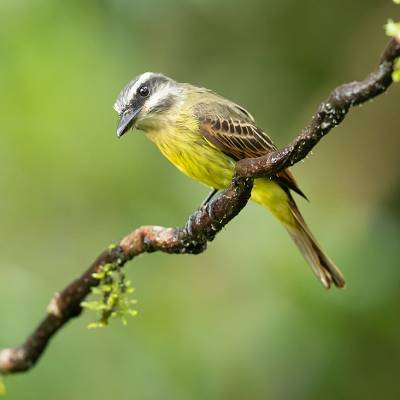 Golden-bellied flycatcher