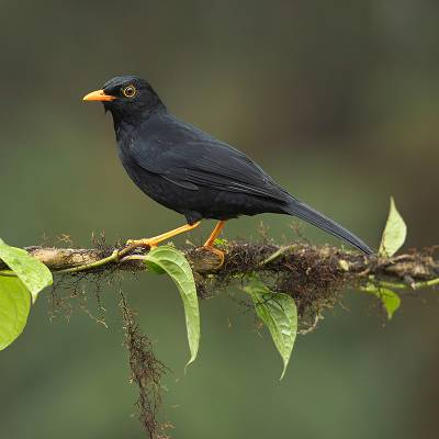 Glossy-black thrush